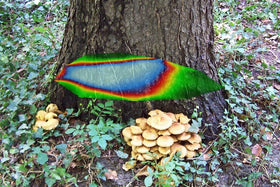 ArborSonic 3D | Acoustic Tomograph for Tree Trunk Decay Analysis - 0