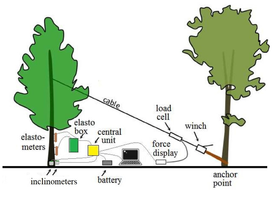 Pulling Test (Root and Trunk Evaluation)