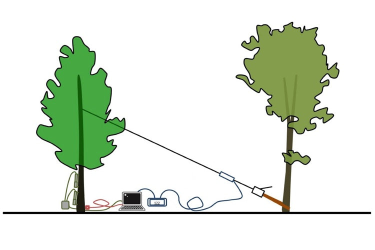 Pulling Test (Root and Trunk Evaluation)